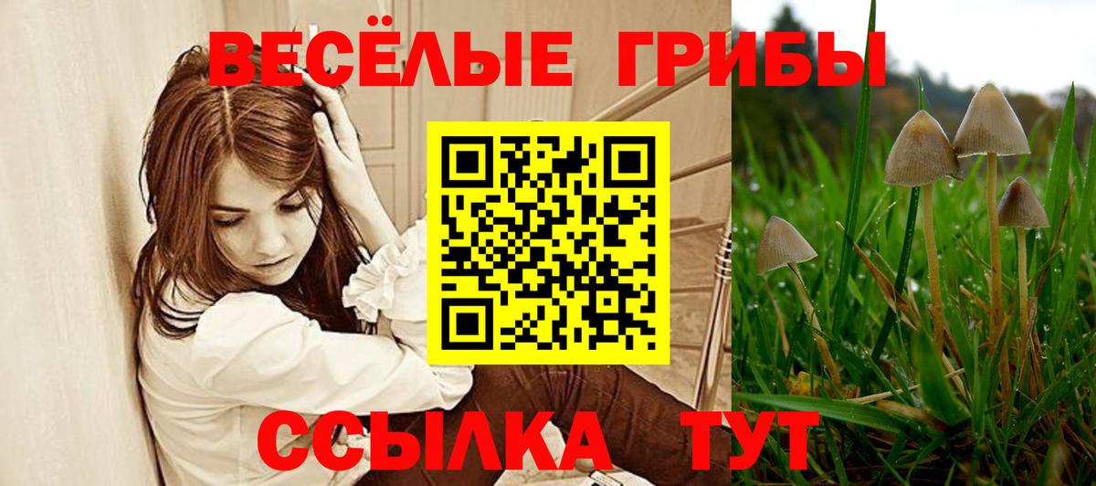 Псилоцибиновые грибы Psilocybe Красноуфимск